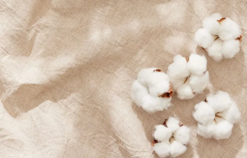 b&ocirc;ng, đường, ca cao